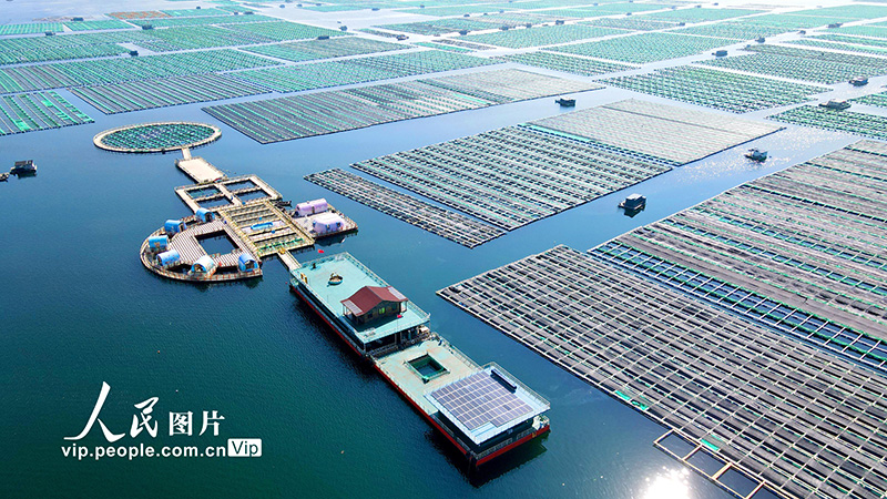 2023年8月14日，航拍风景秀丽的山东省荣成市石岛管理区桑沟湾海洋牧场。