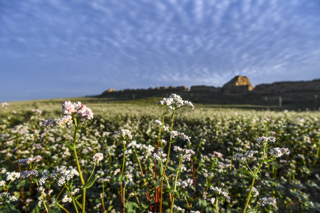 盐池县一处长城脚下荞麦花开放（8月18日摄）。新华社记者 冯开华 摄