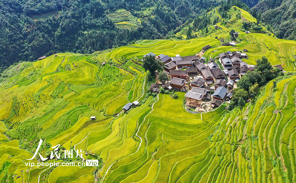 贵州从江：秋到山乡 丰收在望