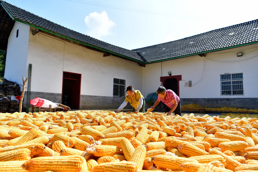 9月9日，秭归县九畹溪镇穿心店村的村民在翻晒玉米。