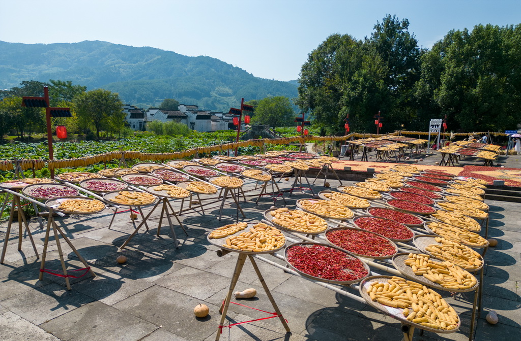 这是呈坎古村内的晒场（9月11日摄，无人机照片）。新华社记者 郭晨 摄