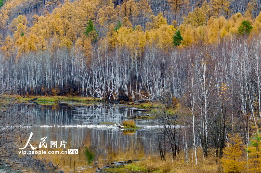 黑龙江漠河：山水画廊秋色美