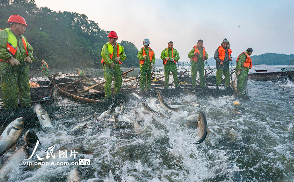 江西仙女湖：金秋鱼满仓