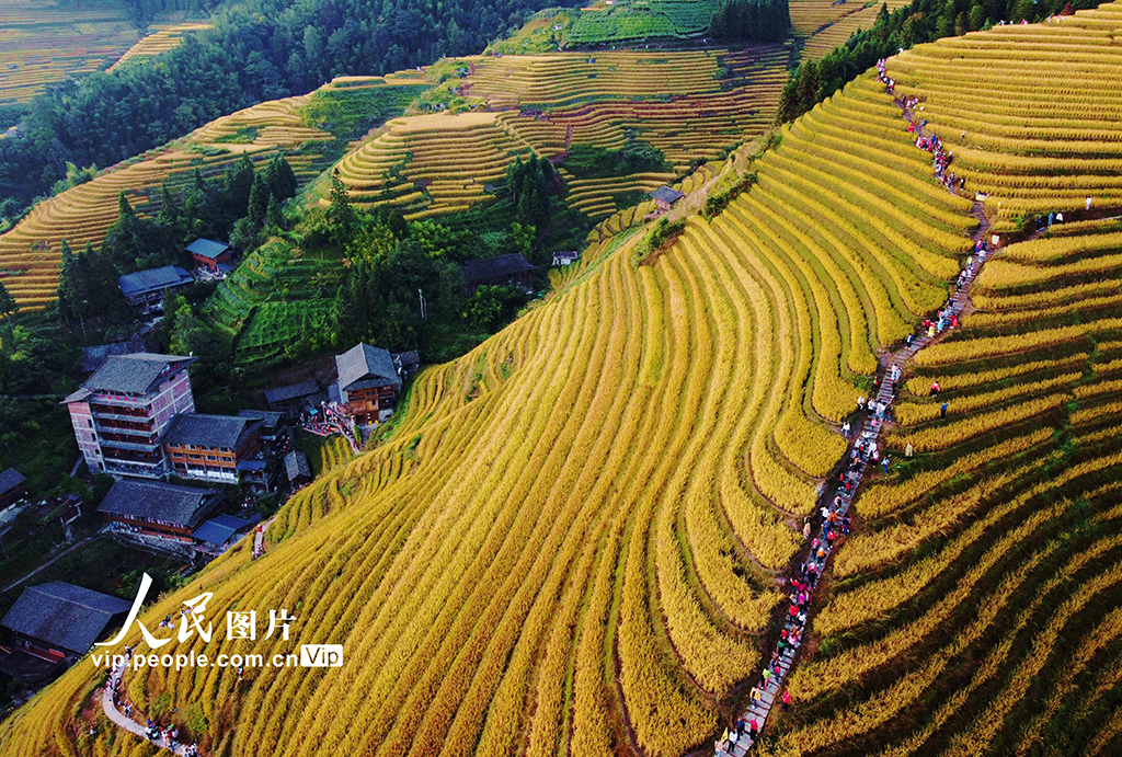 广西龙胜：金秋龙脊赏梯田