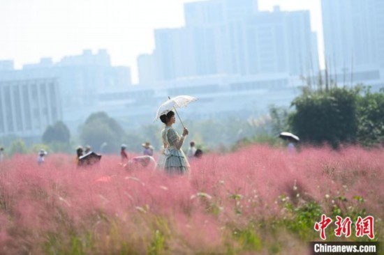 重庆：“粉黛花海”壮观美丽引游人