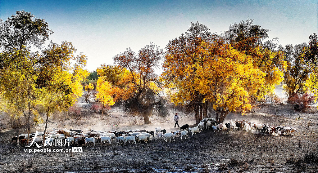 新疆阿拉尔：胡杨林“金”艳来袭