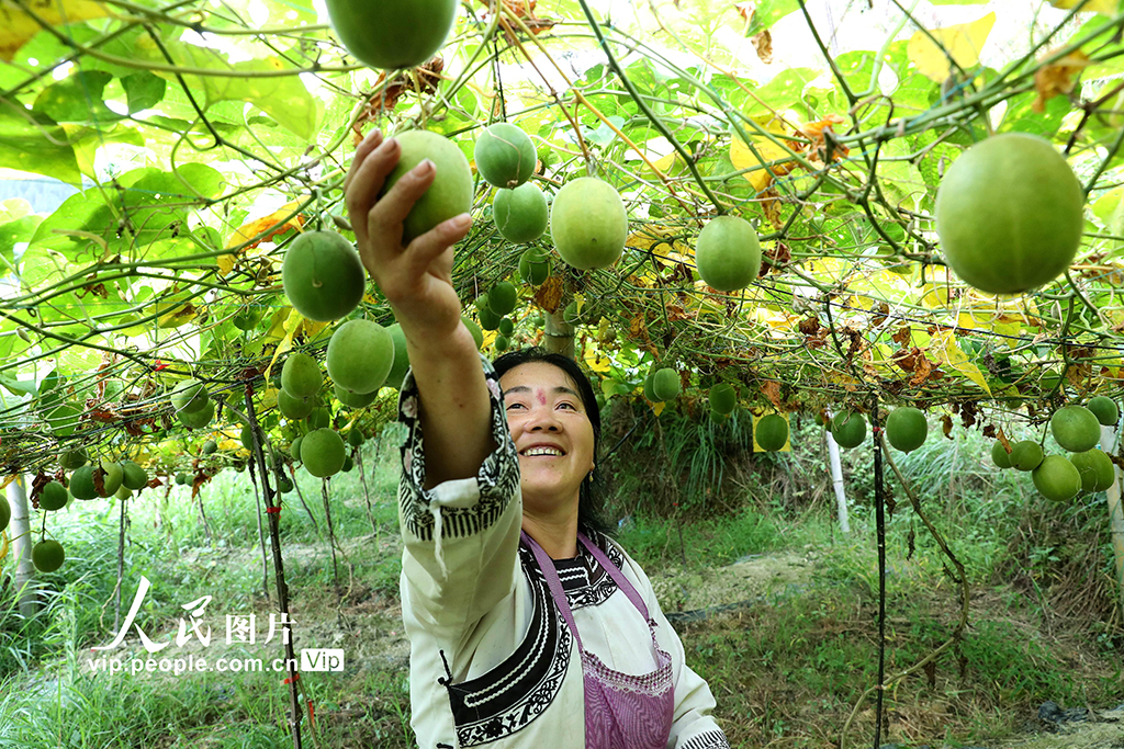 贵州榕江：罗汉果喜获丰收